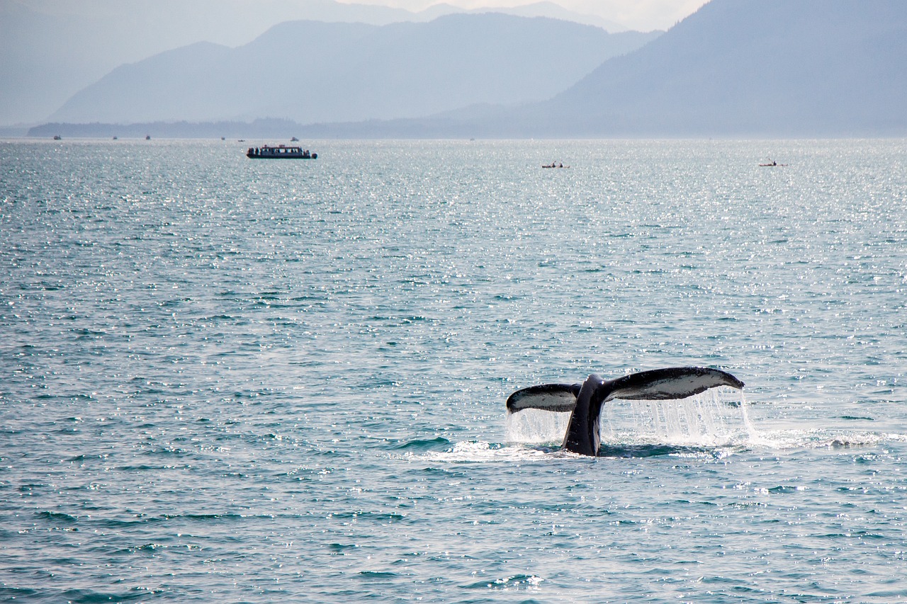 Responsible Whale Watching: Impact on Marine Life